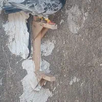 کبوترسرور نر..