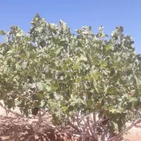 کارگر ساده اتباع