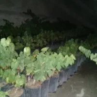 نهال انگور گلدانی سیاه زودرس کیو