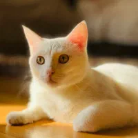 گربه خاص برای واگذاری|گربه|خوی, |دیوار