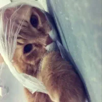 پرشین اسکاتیش|گربه|بندر ماهشهر, |دیوار