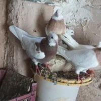 طوقی|پرنده|ماهدشت, |دیوار