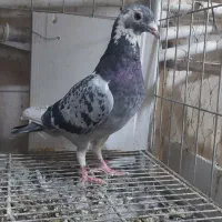 کبوتر پلاکی|پرنده|شاهین‌شهر, عطار|دیوار