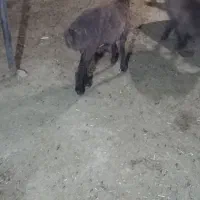 بره ماده