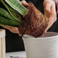 ارائه کلیه خدمات گل و گیاه در منزل شما