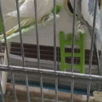 عروس هلندی جفت