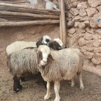 بره .کهره.میش|حیوانات مزرعه|کامفیروز, |دیوار