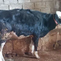 گوساله|حیوانات مزرعه|چرداول, |دیوار