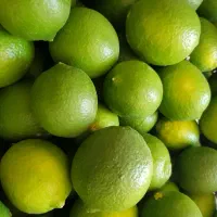 فروش لیمو مصری