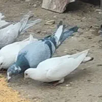 کفتر یا کبوتر گمشده|حیوانات|قوچان, |دیوار