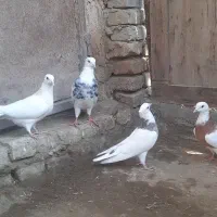 کفتر طوقی|پرنده|کبودرآهنگ, |دیوار