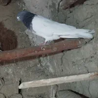 طوقی کاغتی کله ای تک سبز|پرنده|لالجین, |دیوار