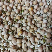 معجون غلات|خوردنی و آشامیدنی|تربت جام, بیست متری منبع آب|دیوار