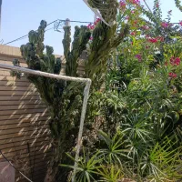 فروش کاکتوس