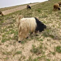 بز دوبر قوچ میش