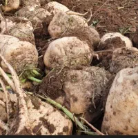 چغندر قند سالم وتمیز