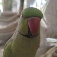 گمشده