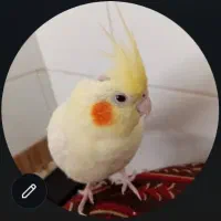 یک عکس هلندی گم شده