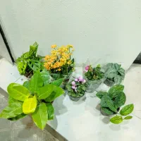 گل و گیاه آپارتمانی و زینتی|گل و گیاه طبیعی|قزوین, |دیوار