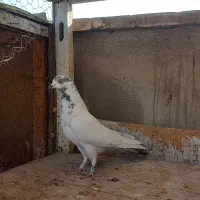 کفتر  ۵ تا گرفتنی