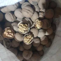 گردوسفید پوست کاغذی خشک