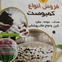 قارچ