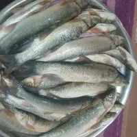 ماهی|خوردنی و آشامیدنی|دهدشت, |دیوار