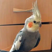 عروس هلندی گمشده