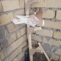 جفت کله زردزات قدیم|پرنده|سیدان, |دیوار