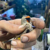 سهره رسمی دهن دار|پرنده|گرگان, |دیوار