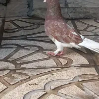 کبوتر پرشی