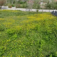 اجاره زمین کوهپایه مملو از گل مناسب برای زنبور عسل