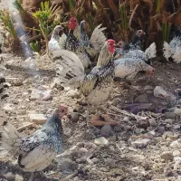 سبرایت سیلور و گلد