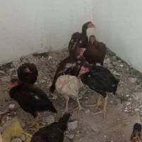 جوجه لاری