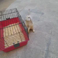دوخرگوش نر ماده