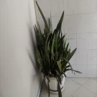 گل طبیعی زیبا