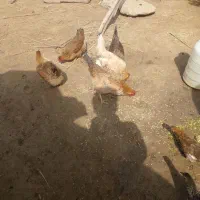 مرغ تخم گذار