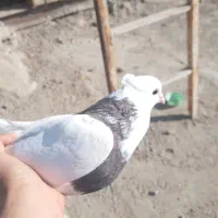 کبوتر|پرنده|سوسنگرد, |دیوار