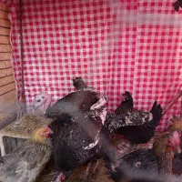 بوقلمون جوان|حیوانات مزرعه|رفسنجان, |دیوار