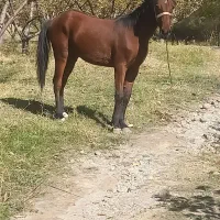 کره اسب نریان|اسب و تجهیزات اسب‌سواری|سراب, |دیوار