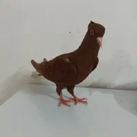 سرخ دم سفید