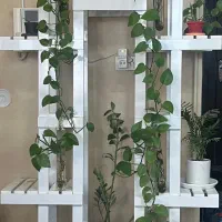 استند|گل و گیاه طبیعی|سیرجان, |دیوار