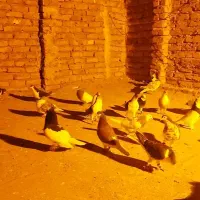 کفتر رنگی پرشی اس|پرنده|گلبهار, شهر جدید گلبهار|دیوار