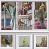 عروس هلندی  گم شده  مژدگانی خوب