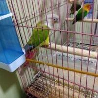 گرینجیک نر سالم وسر حال سن حدود یه سال ونیم