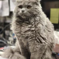 گربه اسکاتیش طوسی آروم|گربه|فولادشهر, C1|دیوار