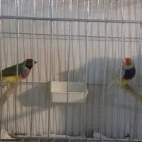 فنچ گلدین وطوطی وار