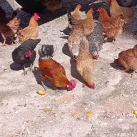 فروش مرغ غول پیکر تخم گذار