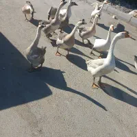 قوغاز چینی گردن ماری|حیوانات مزرعه|مشهد, توس (بلوار توس)|دیوار