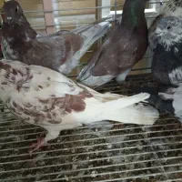 کبوتر کشتنی...